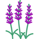 Levandule